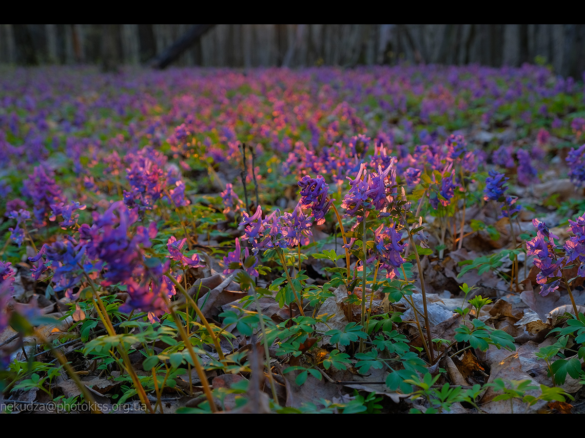 Ряст порожнистий