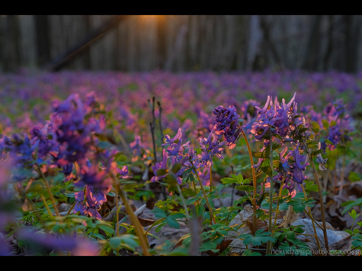 Ряст порожнистий