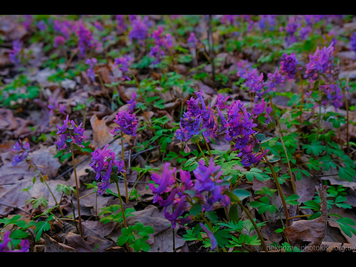 Ряст порожнистий