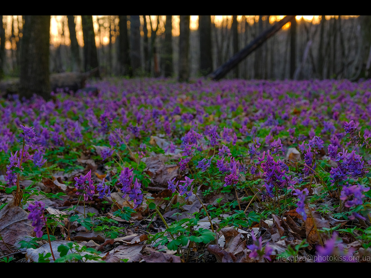 Ряст порожнистий