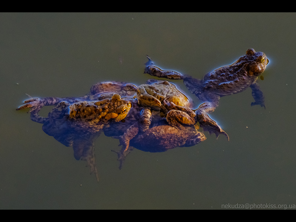 Нерест у земноводних