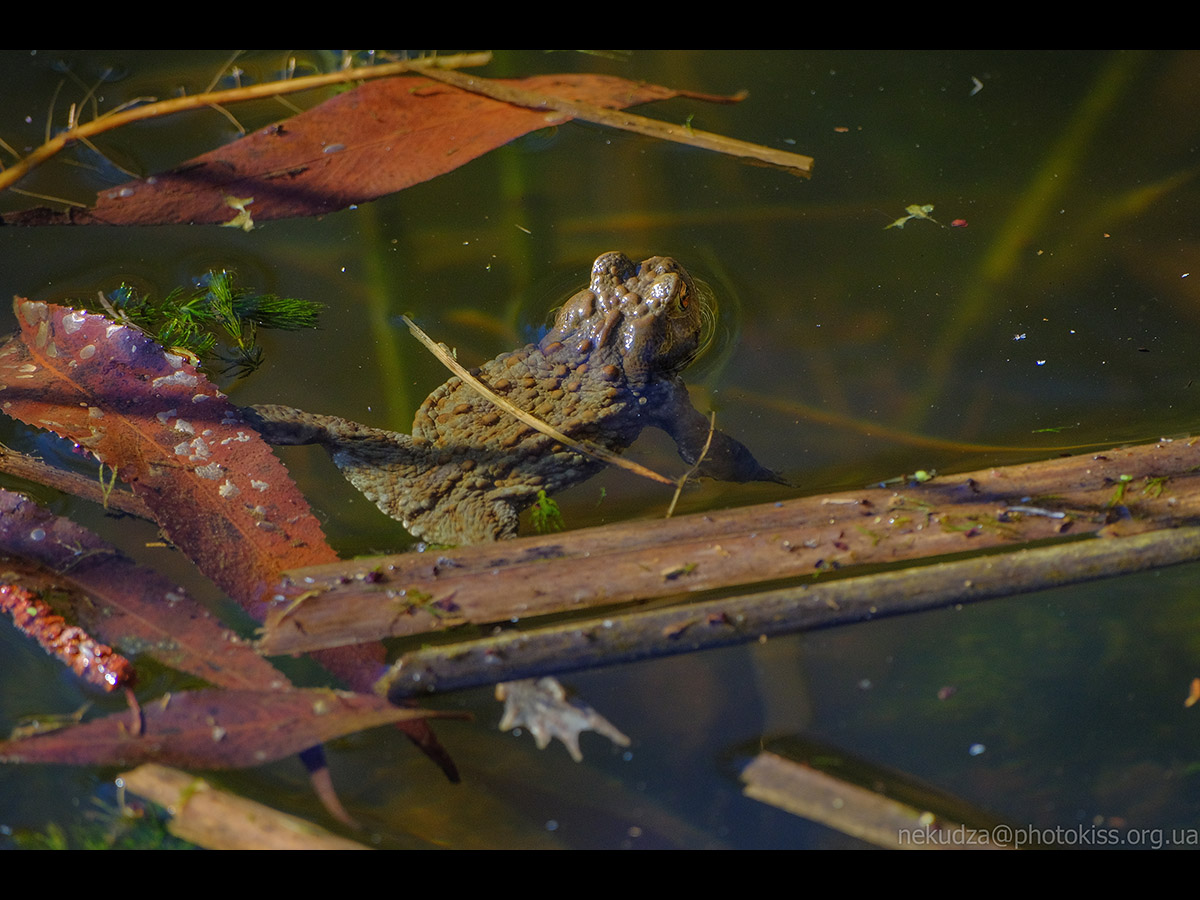 Ропуха звичайна